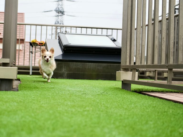 Eli's Paver Patios 2450 Mottman Rd SW Tumwater 98512, Washington United States (360) 807 4198 artificial grass (1)